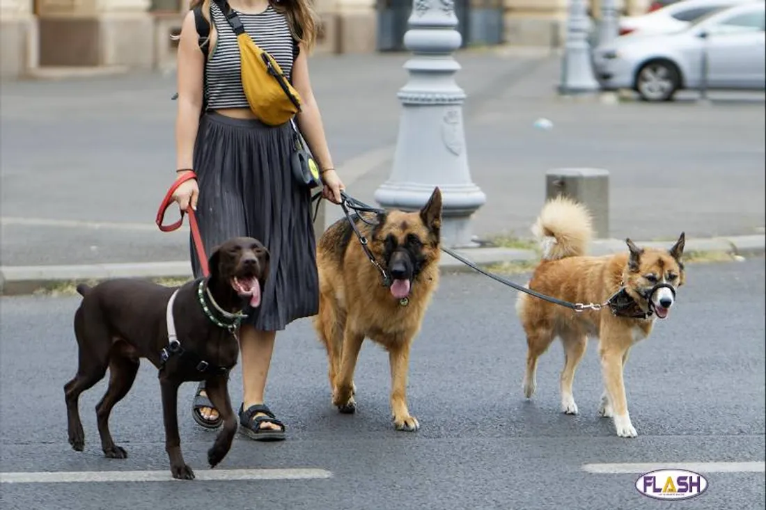 LIMOGES : À LA POURSUITE DU BIEN-ÊTRE CANIN